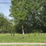 Paw Paw Trees in V Formation